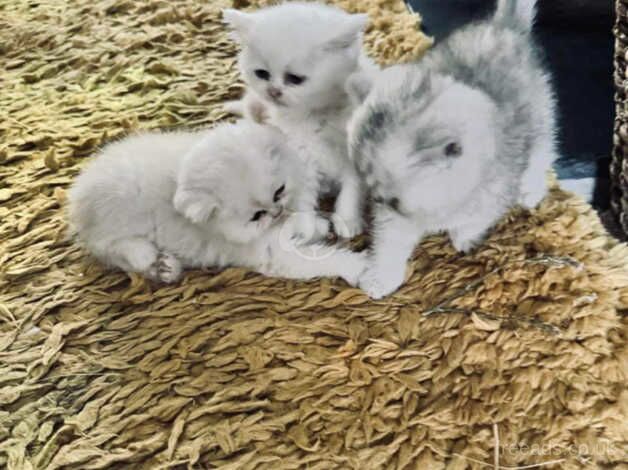 Half Persian kittens, 1 boy, 2 girls, ready from 9th oct for sale in Liskeard, Cornwall - Image 3