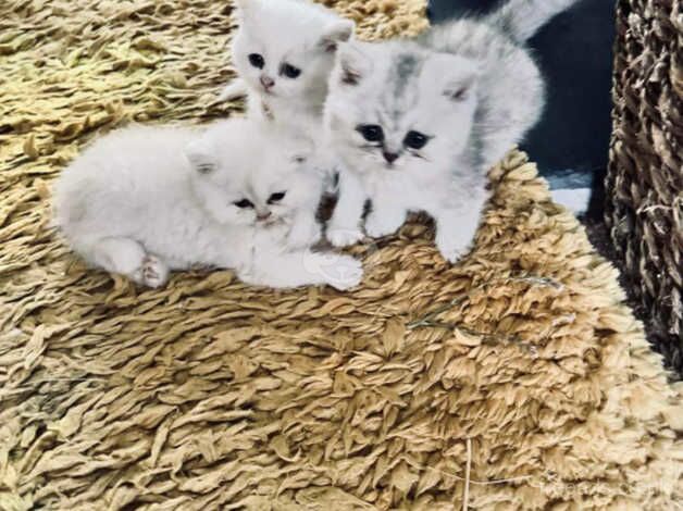 Half Persian kittens, 1 boy, 2 girls, ready from 9th oct for sale in Liskeard, Cornwall - Image 4