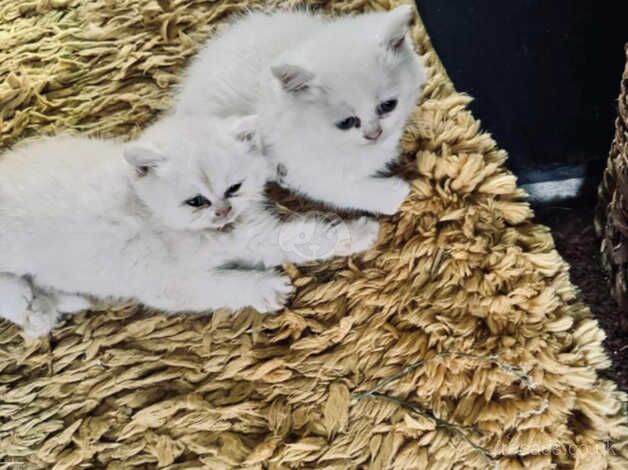 Half Persian kittens, 1 boy, 2 girls, ready from 9th oct for sale in Liskeard, Cornwall - Image 5