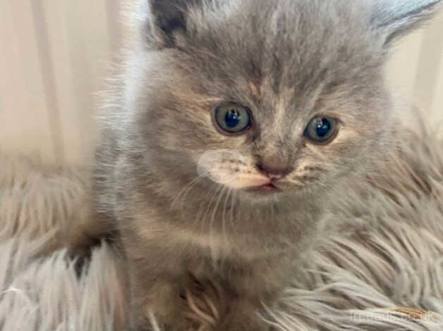 HEALTH TESTED PERSIAN BRITISH LONGHAIR & SHORTHAIR KITTENS BLUE CREAM AND LILAC for sale in Holt, Norfolk - Image 4