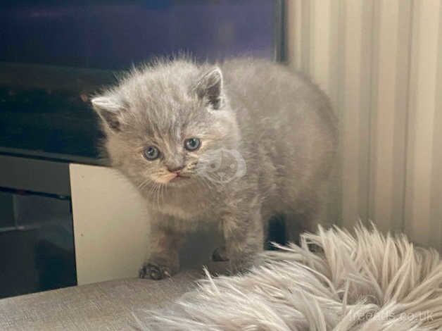 HEALTH TESTED PERSIAN BRITISH LONGHAIR & SHORTHAIR KITTENS BLUE CREAM AND LILAC for sale in Holt, Norfolk - Image 5