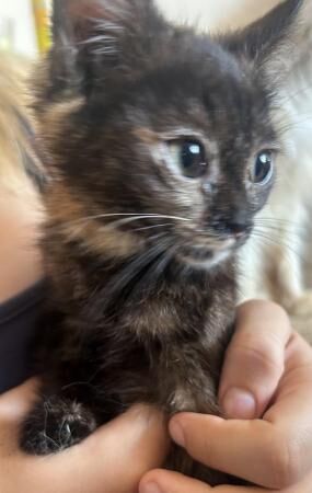 Kittens for sale ready now for sale in Wisbech, Cambridgeshire - Image 2