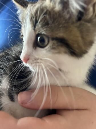 Kittens for sale ready now for sale in Wisbech, Cambridgeshire - Image 5