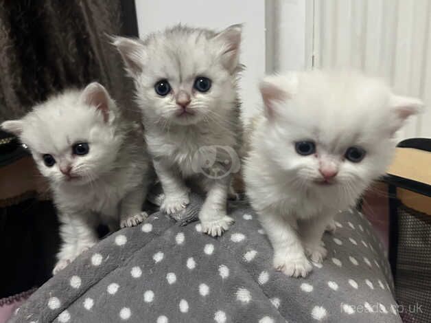 Kittens x3 for sale in Oldham, Greater Manchester