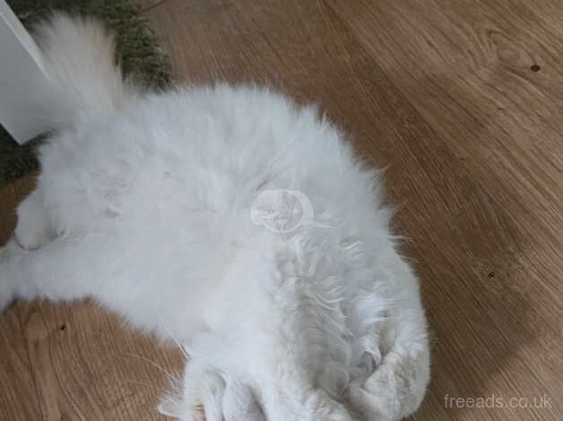 Last 2, pure breed Persian kittens for sale in Greenhithe, Kent - Image 2