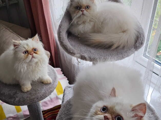 Last 2, pure breed Persian kittens for sale in Greenhithe, Kent - Image 3