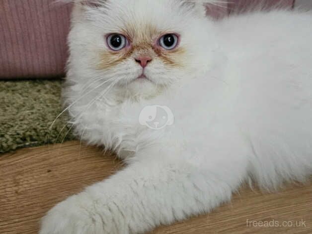 Last 2, pure breed Persian kittens for sale in Greenhithe, Kent - Image 4