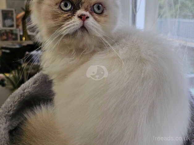 Last 2, pure breed Persian kittens for sale in Greenhithe, Kent - Image 5