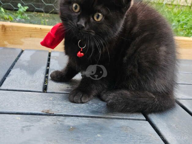 Last Gorgeous Microchipped And Vaccinated Girl for sale in Worthing, West Sussex - Image 3