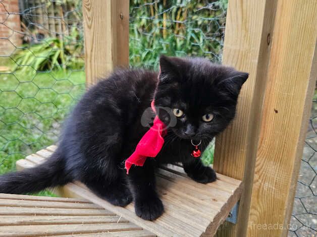 Last Gorgeous Microchipped And Vaccinated Girl for sale in Worthing, West Sussex - Image 4