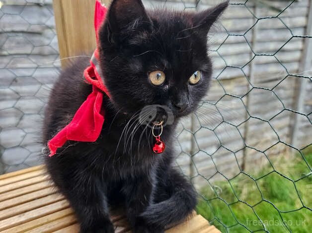 Last Gorgeous Microchipped And Vaccinated Kitten for sale in Worthing, West Sussex