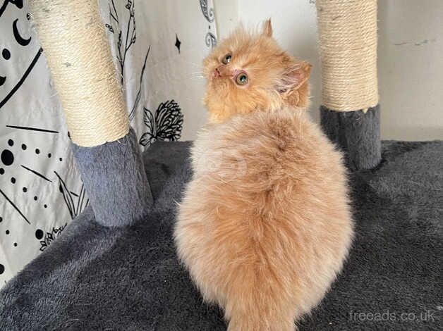 Last Persian Kitten for sale in Bristol - Image 1