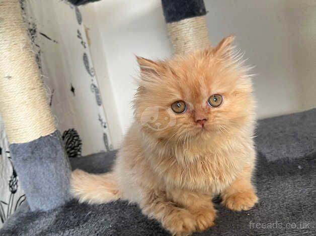 Last Persian Kitten for sale in Bristol - Image 3