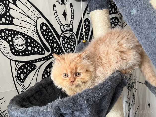 Last Persian Kitten for sale in Bristol - Image 4