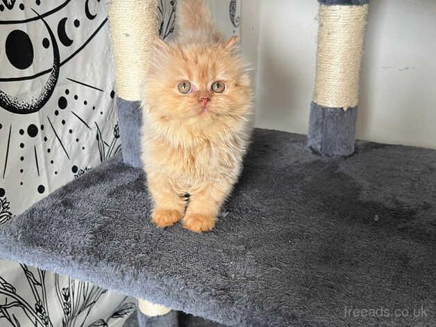 Last Persian Kitten for sale in Bristol - Image 5