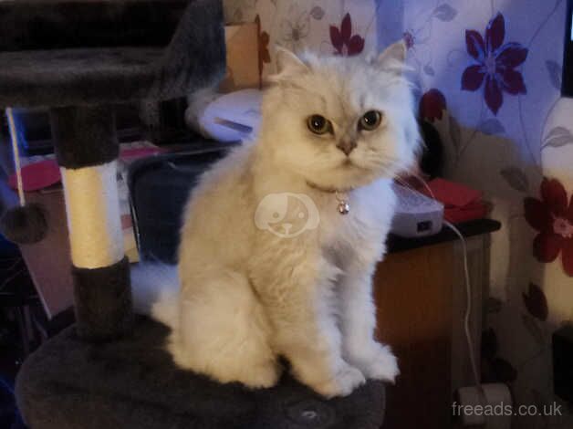 Long haired Persian for sale in Southampton, Hampshire