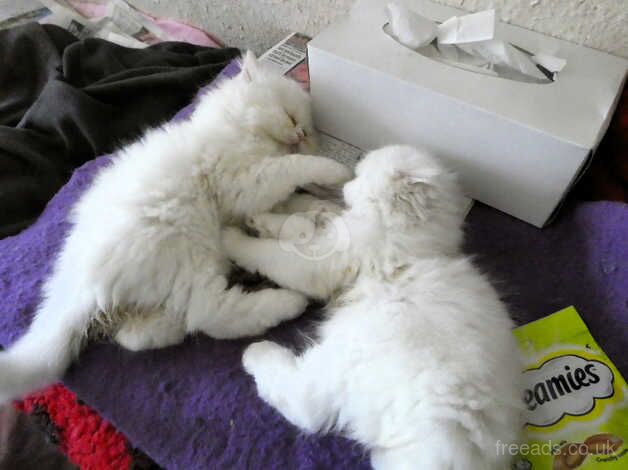 Lovely Persian Kittens for sale in Truro, Cornwall