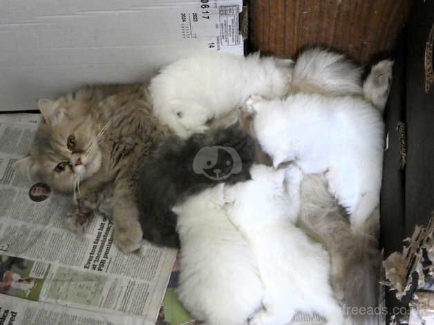 Lovely Persian Kittens for sale in Truro, Cornwall - Image 3