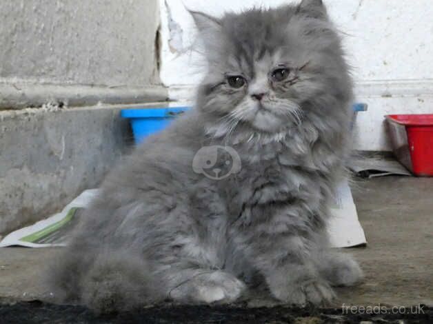 Lovely Persian Kittens for sale in Truro, Cornwall - Image 4