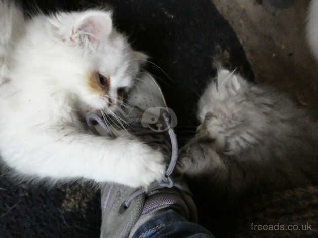 Lovely Persian Kittens for sale in Truro, Cornwall - Image 5