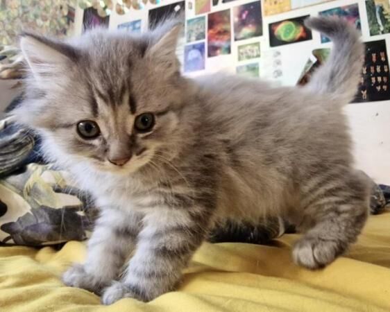 Main coon cross Persian kittens for sale in Chester, Cheshire