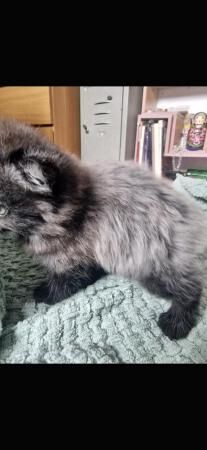 Main coon cross Persian kittens for sale in Chester, Cheshire - Image 2