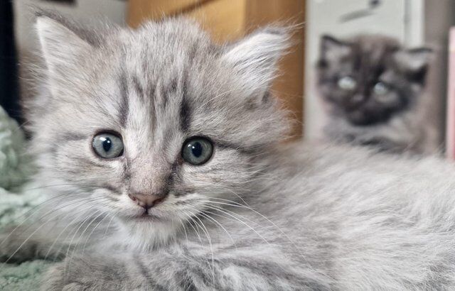 Main coon cross Persian kittens for sale in Chester, Cheshire - Image 3