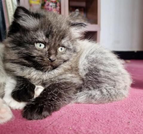 Main coon cross Persian kittens for sale in Chester, Cheshire - Image 4