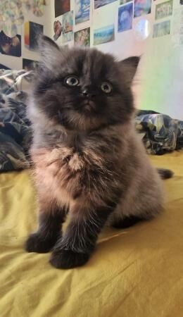 Main coon cross Persian kittens for sale in Chester, Cheshire - Image 5