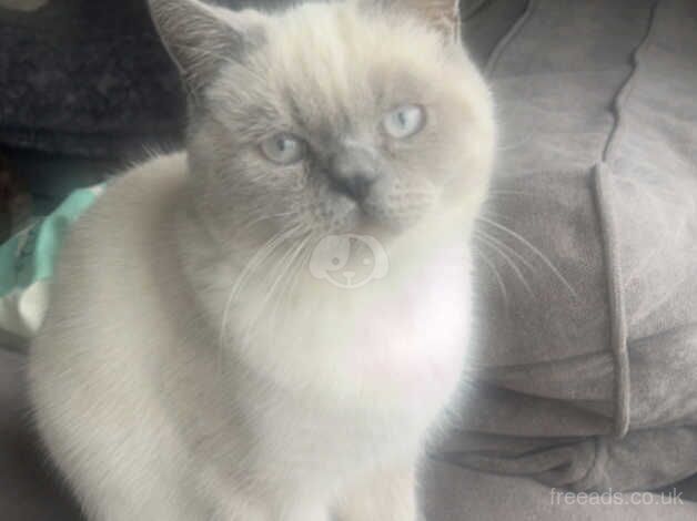 Male Persian cross British colour point for sale in Liversedge, West Yorkshire