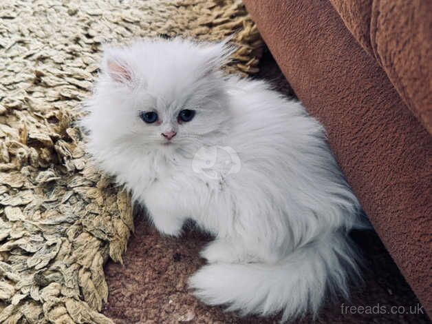 One special chinchilla Persian girl, ready now for sale in Liskeard, Cornwall