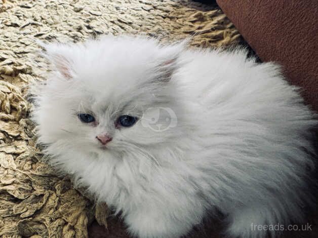 One special chinchilla Persian girl, ready now for sale in Liskeard, Cornwall - Image 2