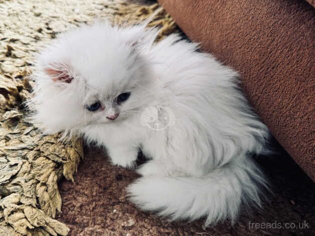 One special chinchilla Persian girl, ready now for sale in Liskeard, Cornwall - Image 3