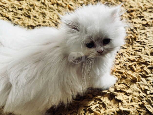 One special chinchilla Persian girl, ready now for sale in Liskeard, Cornwall - Image 4