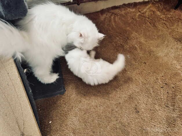 One special chinchilla Persian girl, ready now for sale in Liskeard, Cornwall - Image 5