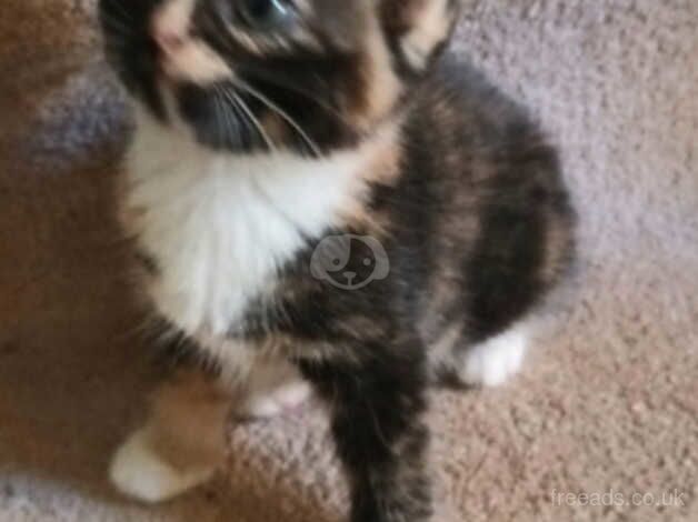 Part Persian calico mix kittens 2 SOLD for sale in Hawkhurst, Kent