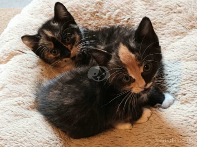 Part Persian calico mix kittens 2 SOLD for sale in Hawkhurst, Kent - Image 2