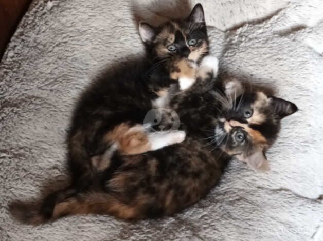 Part Persian calico mix kittens 2 SOLD for sale in Hawkhurst, Kent - Image 4