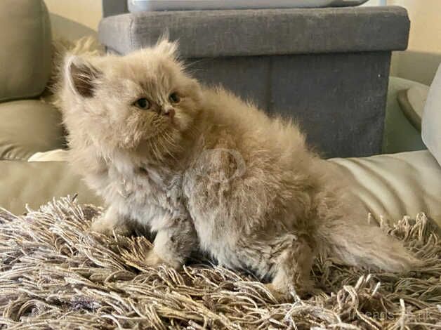 PEDIGREE BRITISH LONGHAIR FAWN TORTIE PERSIAN KITTENS for sale in Blickling, Norfolk - Image 1