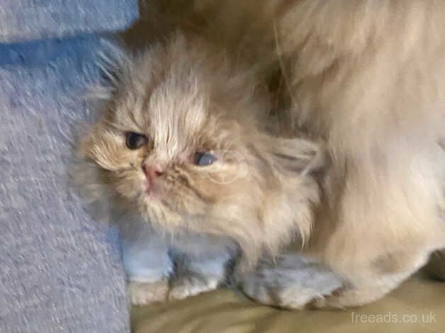 PEDIGREE BRITISH LONGHAIR FAWN TORTIE PERSIAN KITTENS for sale in Blickling, Norfolk - Image 2