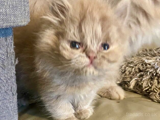 PEDIGREE BRITISH LONGHAIR FAWN TORTIE PERSIAN KITTENS for sale in Blickling, Norfolk - Image 3