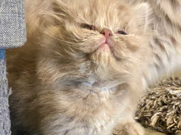 PEDIGREE BRITISH LONGHAIR FAWN TORTIE PERSIAN KITTENS for sale in Blickling, Norfolk - Image 4