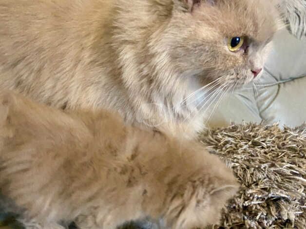 PEDIGREE BRITISH LONGHAIR FAWN TORTIE PERSIAN KITTENS for sale in Blickling, Norfolk - Image 5