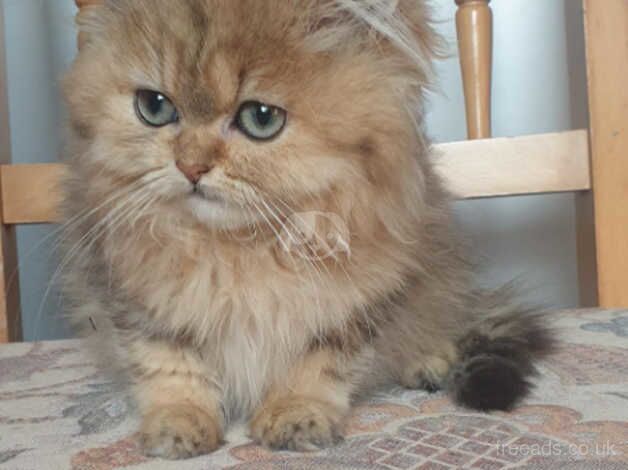 Pedigree Golden Chinchilla Persian Kitten. for sale in Lancaster, Lancashire - Image 1