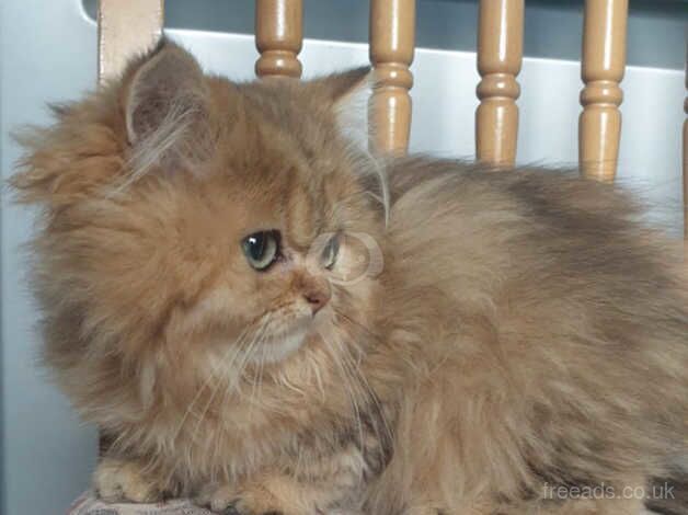 Pedigree Golden Chinchilla Persian Kitten. for sale in Lancaster, Lancashire - Image 5