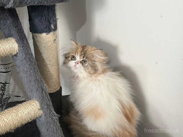 Pedigree Persian Kittens for sale in Bristol, Bristol - Image 2