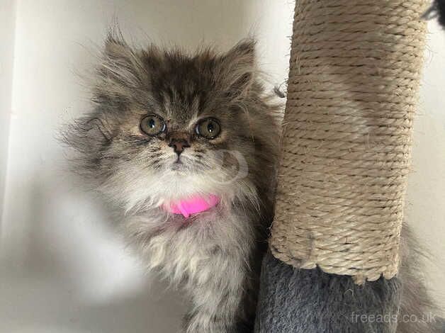 Pedigree Persian Kittens for sale in Bristol, Bristol - Image 4