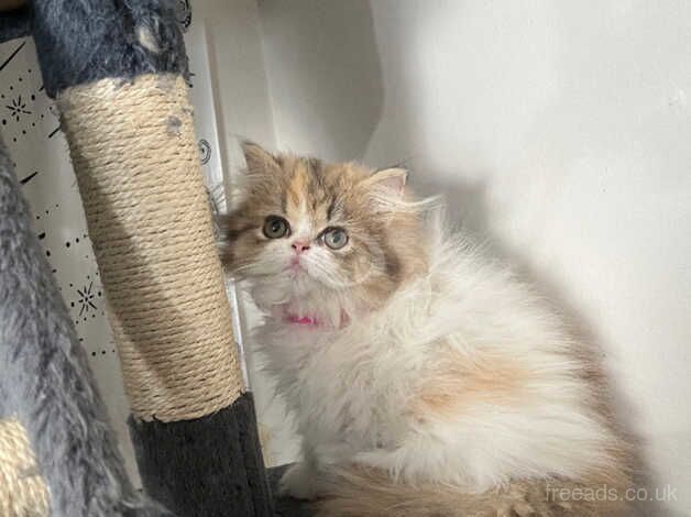 Pedigree Persian Kittens for sale in Bristol, Bristol