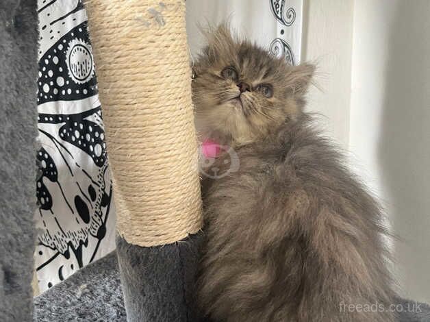 Pedigree Persian Kittens for sale in Bristol, Bristol - Image 3