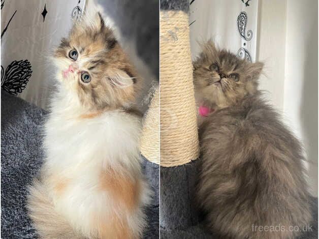 Pedigree Persian Kittens for sale in Bristol, Bristol